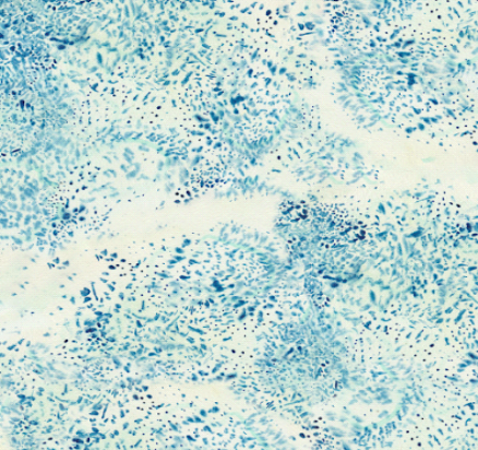 Curry Turquoise Galaxy