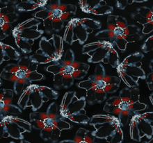 Smeraldo Large Red Bioluminescence