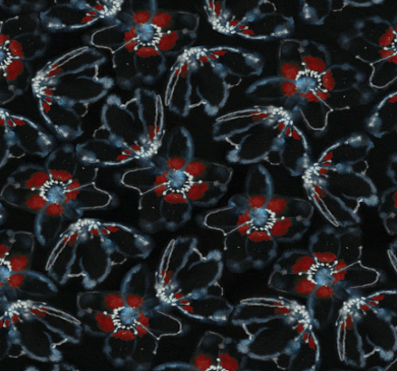 Smeraldo Large Red Bioluminescence