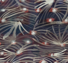 Smeraldo Navy Fireflies