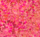 Zanzibar Crisantemo Amatista